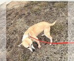 Small Photo #4 Labrador Retriever-Unknown Mix Puppy For Sale in Shreveport, LA, USA