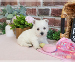 Small #12 West Highland White Terrier