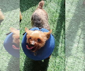 Mutt Dogs for adoption in Spring, TX, USA