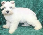 Small #1 Schnauzer (Miniature)