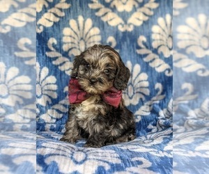 Cock-A-Poo Puppy for sale in NEW HOLLAND, PA, USA
