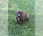 Small #2 Dachshund