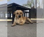 Small Photo #4 Chiweenie Puppy For Sale in Corona, CA, USA