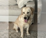 Shiloh - Female Golden Retriever Puppy for Sale - Photo #8