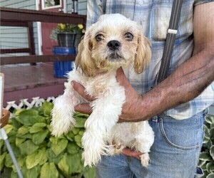Shih Tzu Puppy for sale in THORP, WI, USA