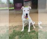 Small #1 American Pit Bull Terrier Mix