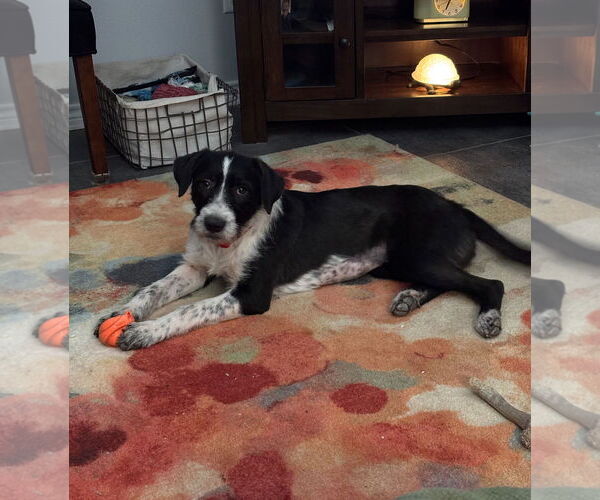 Medium Photo #1 Mutt Puppy For Sale in Rockaway, NJ, USA