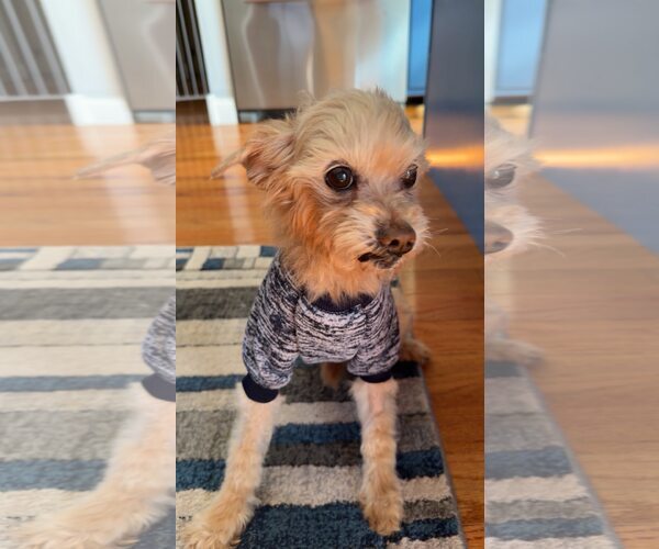 Medium Photo #3 Poodle (Toy) Puppy For Sale in Alexandria, KY, USA