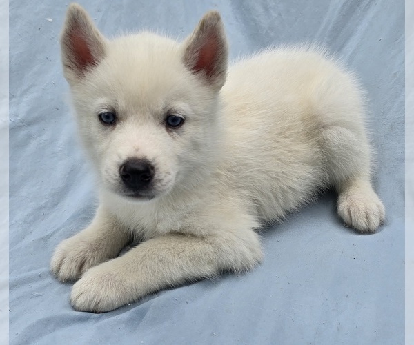 Medium Photo #14 Siberian Husky Puppy For Sale in CAMDENTON, MO, USA