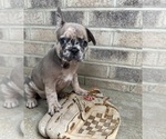 Small #2 French Bulldog