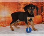Small #1 Mutt