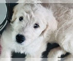 Puppy Green Riley Goldendoodle