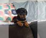 Small Photo #15 Rottweiler Puppy For Sale in COLORADO SPRINGS, CO, USA