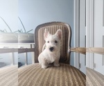 Small Photo #5 Scottish Terrier Puppy For Sale in EVA, AL, USA