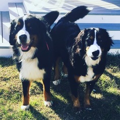 Mother of the Bernese Mountain Dog puppies born on 04/07/2018