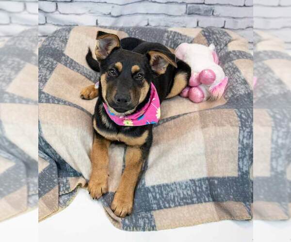 Medium Photo #3 Mutt Puppy For Sale in Kennesaw, GA, USA