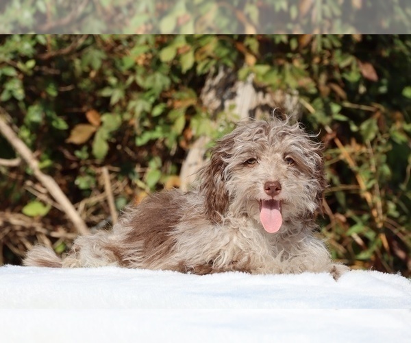 Medium Photo #1 ShihPoo Puppy For Sale in DYERSBURG, TN, USA