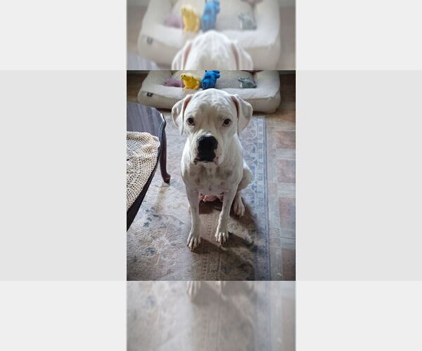 Medium Photo #3 Boxer Puppy For Sale in Austin, TX, USA