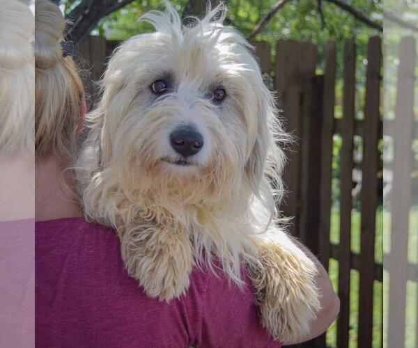 Medium Photo #4 Australian Shepherd-Unknown Mix Puppy For Sale in Huntley, IL, USA