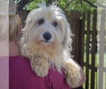 Small #3 Australian Shepherd Mix
