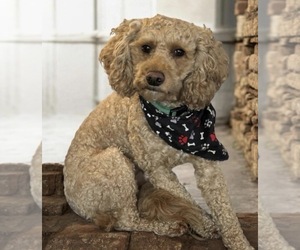 Father of the Goldendoodle mix (+ Poodle Miniature) puppies born on 06/22/2026