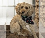 Small Photo #1 Goldendoodle mix (+ Poodle Miniature) Puppy For Sale in ANKENY, IA, USA
