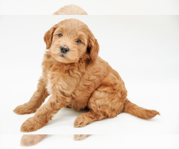 Medium Photo #1 Goldendoodle-Poodle (Miniature) Mix Puppy For Sale in EASLEY, SC, USA