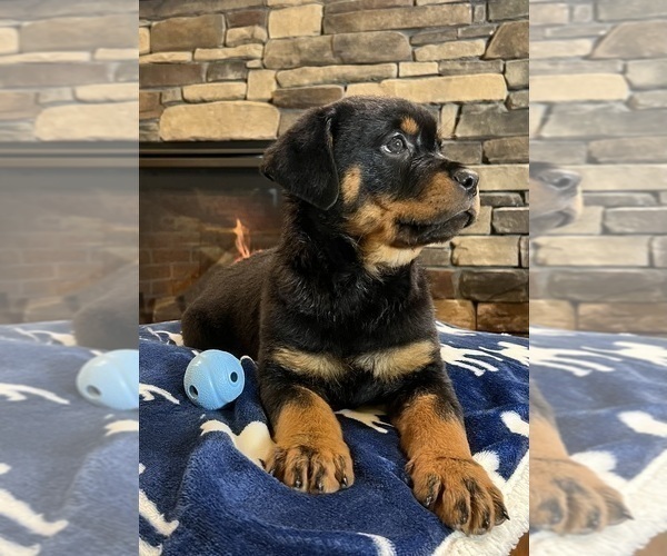 Medium Photo #10 Rottweiler Puppy For Sale in NOBLESVILLE, IN, USA