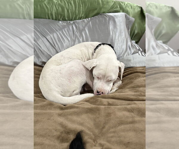 Medium Photo #19 Labrador Retriever-Unknown Mix Puppy For Sale in Brewster, NY, USA