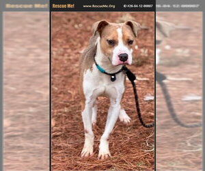 Boxer-Unknown Mix Dogs for adoption in Benton, PA, USA