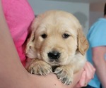 Small #18 Golden Retriever