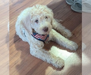Labradoodle Litter for sale in SNOW CAMP, NC, USA