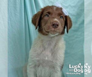 Labrador Retriever-Unknown Mix Dogs for adoption in Washington, DC, USA