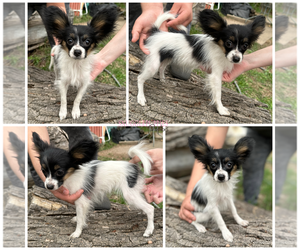 Papillon Puppy for sale in MINNEAPOLIS, MN, USA
