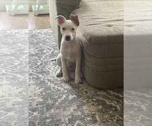 Australian Cattle Dog Dogs for adoption in DALLAS, TX, USA