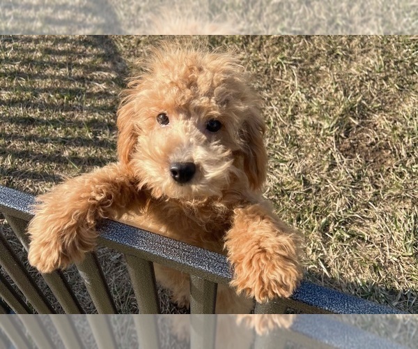 Medium Photo #3 Poodle (Toy) Puppy For Sale in WARSAW, IN, USA