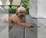 Small #1 Poodle (Toy)