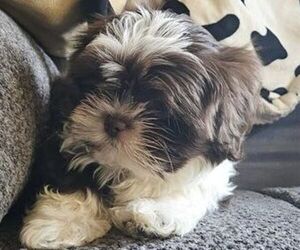 Shih Tzu Puppy for sale in BROWNS MILLS, NJ, USA