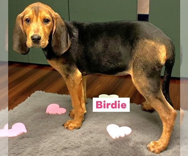 Medium Photo #3 Mutt Puppy For Sale in Woodbury, NY, USA