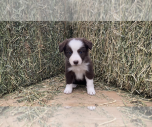 Border Collie Puppy for sale in SAINT FRANCIS, KS, USA