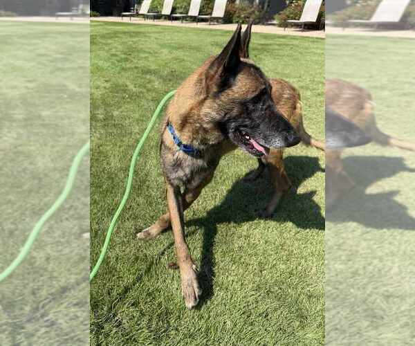 Medium Photo #3 Mutt Puppy For Sale in Imlay City, MI, USA