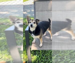 Maria Camila - Female Chihuahua-Unknown Mix Dog for Adoption - Photo #3