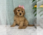 Small #4 Cavapoo