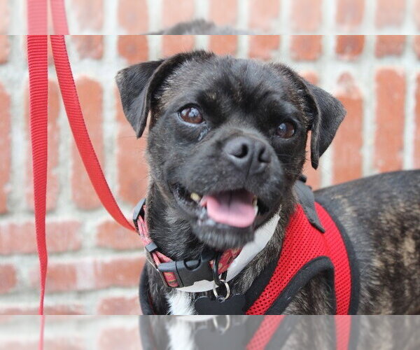 Medium Photo #2 Pug-Unknown Mix Puppy For Sale in Marina Del Rey, CA, USA
