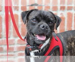 Small #1 Pug Mix