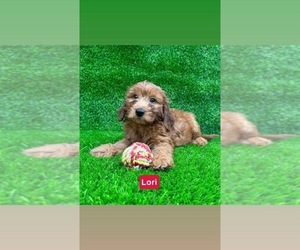 Goldendoodle (Miniature) Puppy for sale in CHULA VISTA, CA, USA