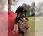 Small #13 Doberman Pinscher