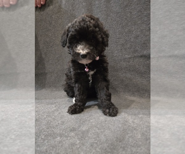 Medium Photo #2 Whoodle (Miniature) Puppy For Sale in KATY, TX, USA