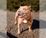Small #3 American Staffordshire Terrier-Bulldog Mix