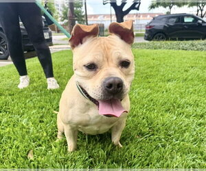 Moo Deng - Female Bulldog-Staffordshire Bull Terrier Mix Dog for Adoption - Photo #12